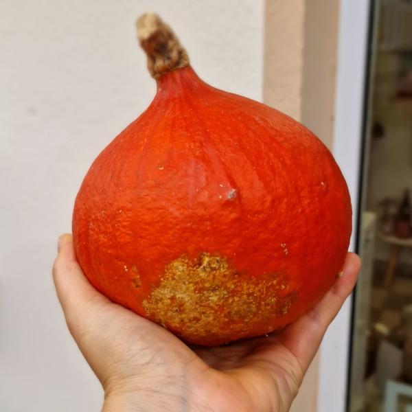 Hokkaido Kürbis